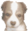 sheltie r$ 2628