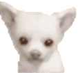 chihuahua r$ 2826